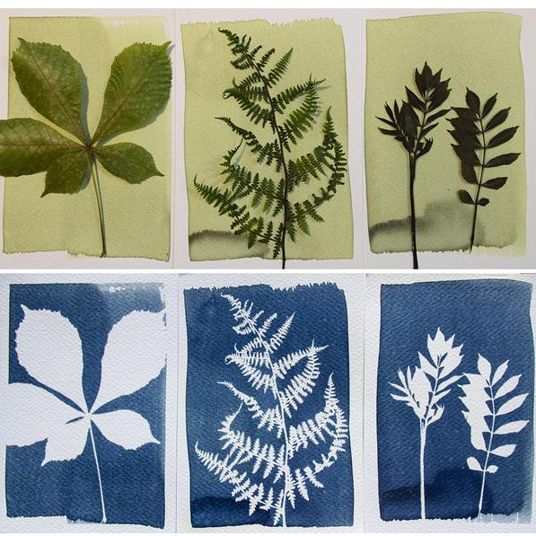 three before and after images of plants after use of cyanotype kit