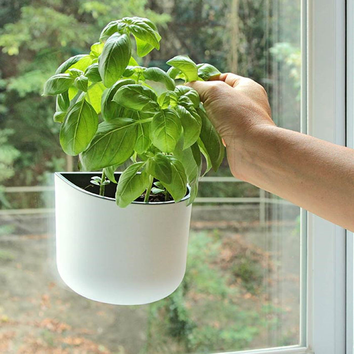 Herbs to grow in your Okidome suction planter
