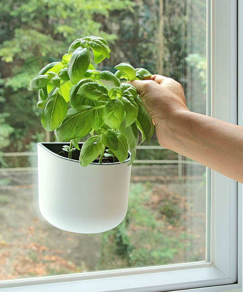 Herbs to grow in your Okidome suction planter