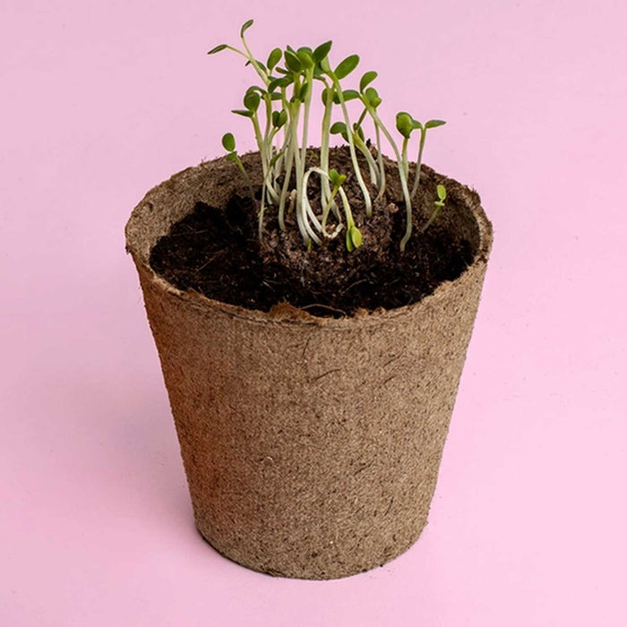 Blue Urban Flower Growing Kit