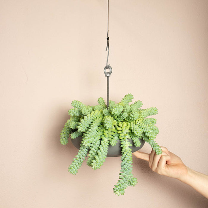 Bolty - Hanging Planter System