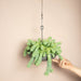 Bolty - Hanging Planter System