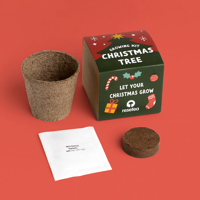 Grow Your Own Christmas Tree Kit
