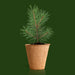 Grow Your Own Christmas Tree Kit
