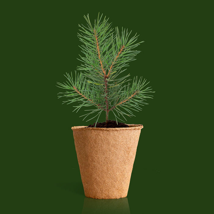 Grow Your Own Christmas Tree Kit