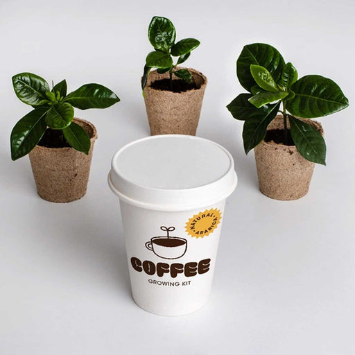 white coffee cup with 3 green leaved plants in brown pots behind it
