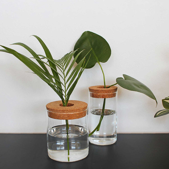 to glass vases with water and cork lids with hole in centre through the holes green leaves are protruding
