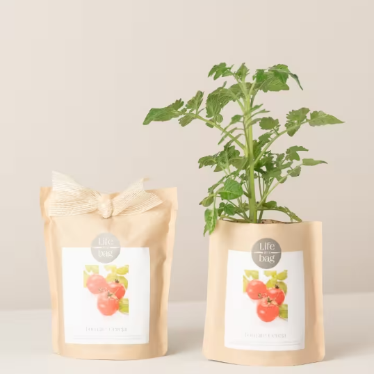 Grow Bag - Cherry Tomato