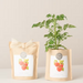 Grow Bag - Cherry Tomato