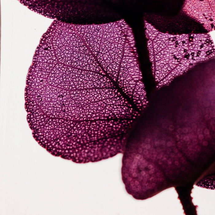 Preserved Plant - Violet Eucalyptus