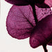 Preserved Plant - Violet Eucalyptus