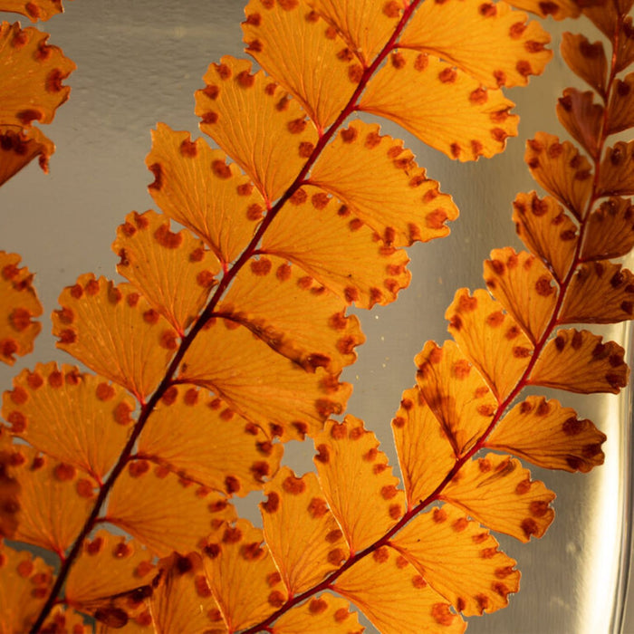 Preserved Plant - Red Felci Fern