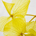 Preserved Plant - Yellow Hortensia