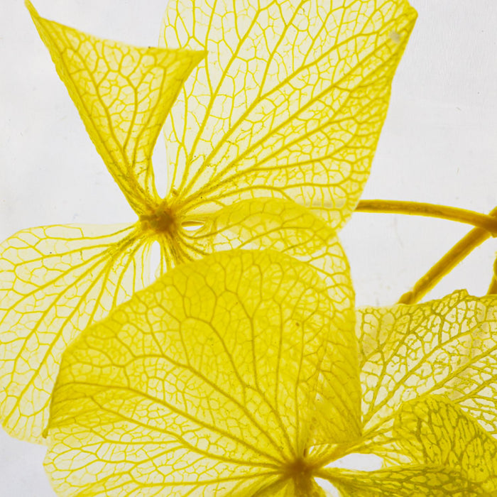 Preserved Plant - Yellow Hortensia