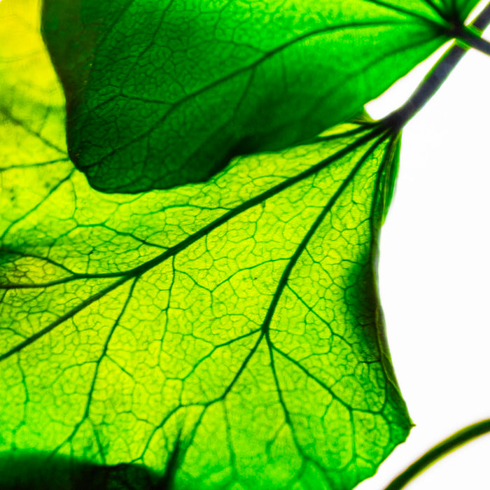 Preserved Plant - Green Ivy Helix