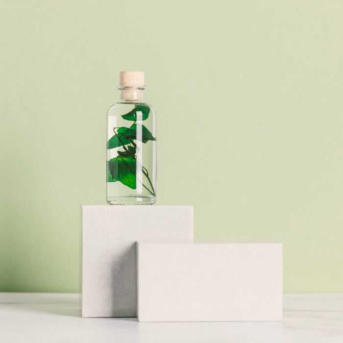 Preserved Plant - Green Ivy Helix