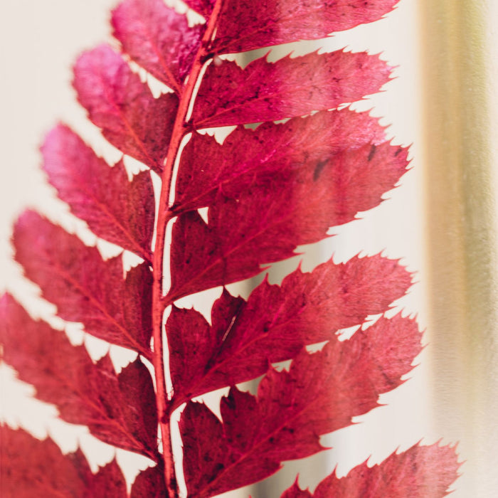 Preserved Plant - Red Rumohra Fern