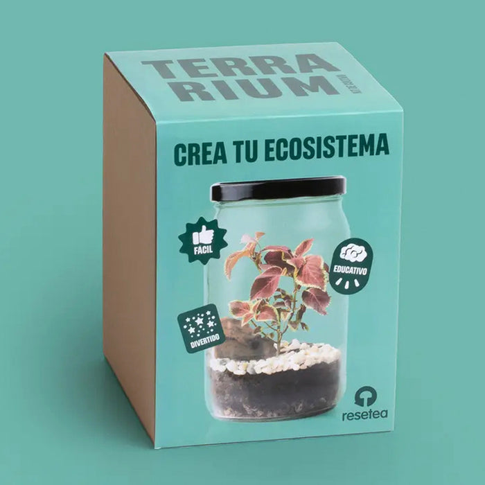 Terrarium Kit - create your own ecosystem