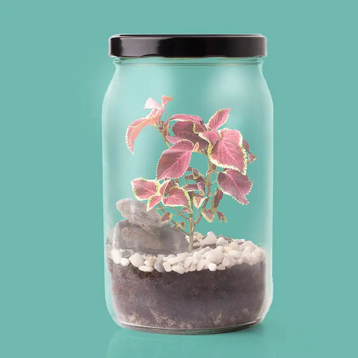 Terrarium Kit - create your own ecosystem