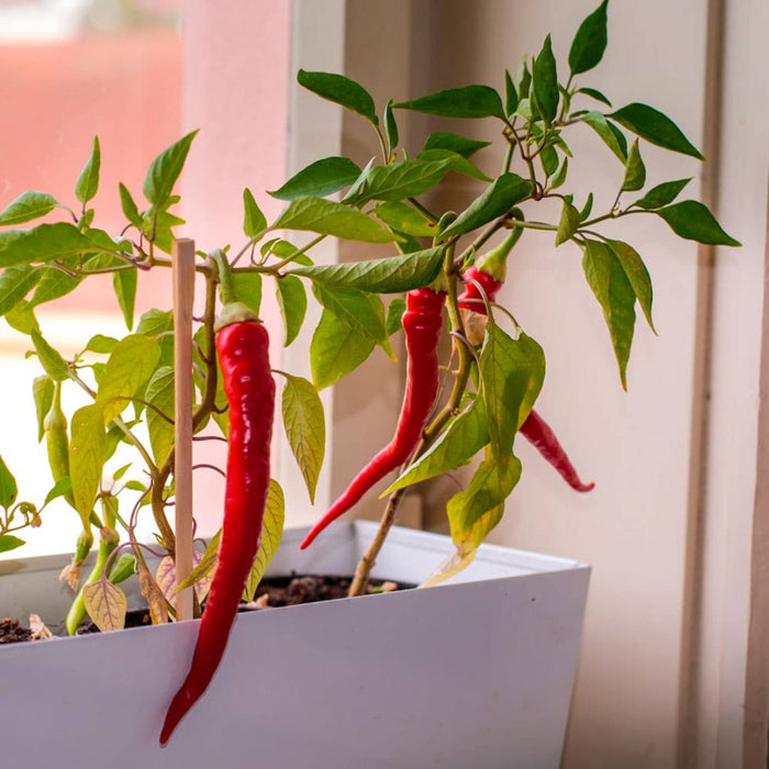 Red chili peppers growing in a pot with green leaves on a blurred background