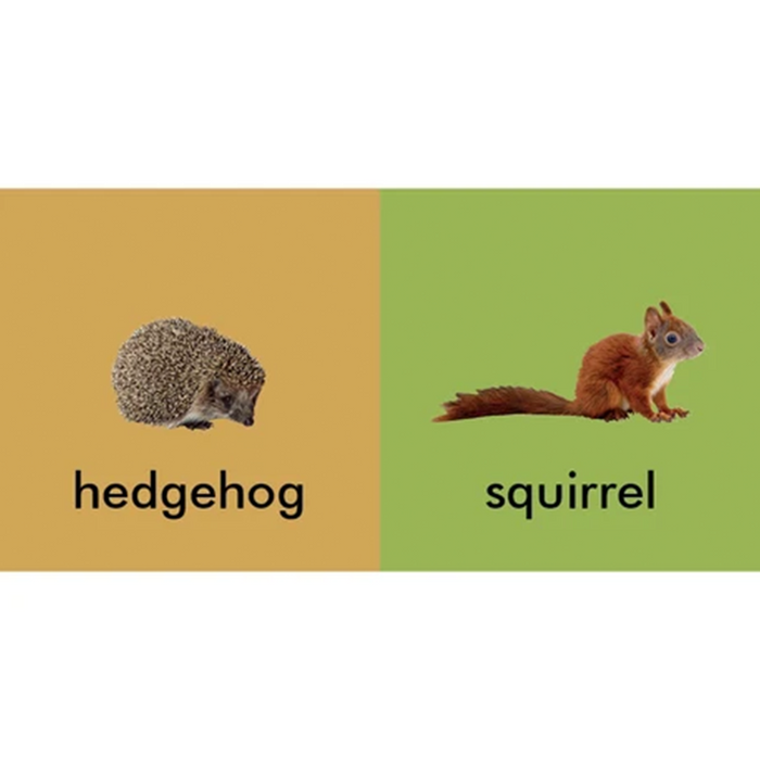 A split educational card or sign with a tan left half showing a hedgehog illustration and the word 'hedgehog' in black text, and a green right half showing a squirrel illustration and the word 'squirrel' in black text.