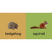 A split educational card or sign with a tan left half showing a hedgehog illustration and the word 'hedgehog' in black text, and a green right half showing a squirrel illustration and the word 'squirrel' in black text.