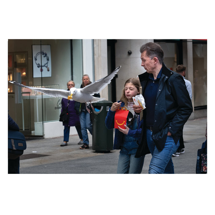Seagull interacting with people on a city street
