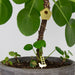 Potted plant with a miniature birdhouse and birds on a white background