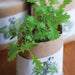 Cultivate & Eat - Japanese Flavours