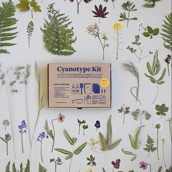 closed cyanotype kit box surrounded by dried flowers