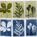 three before and after images of plants after use of cyanotype kit
