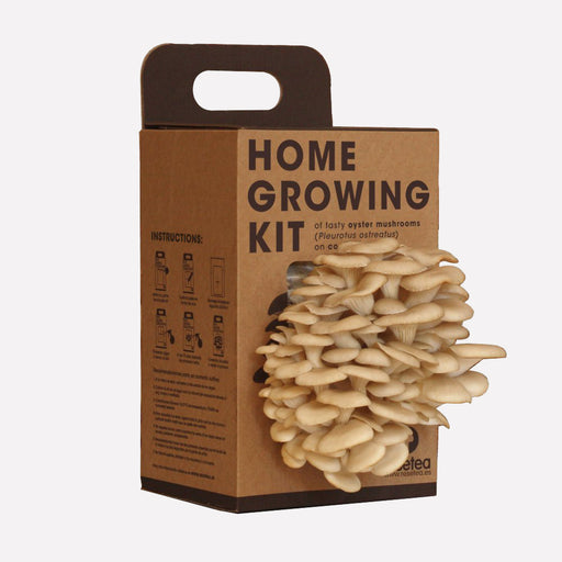 oyster mushroom growing kit with mushrooms growing out of it