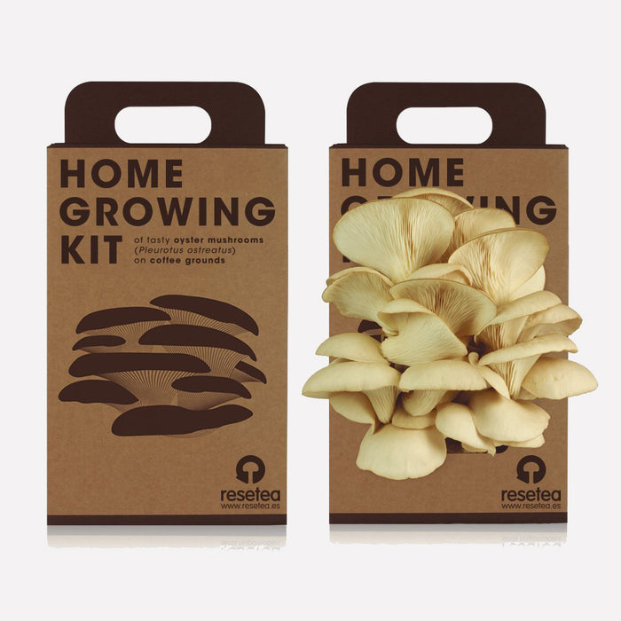 Mushroom Home Growing Kit
