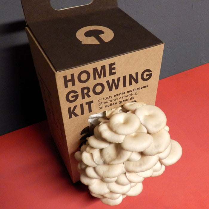Mushroom Home Growing Kit
