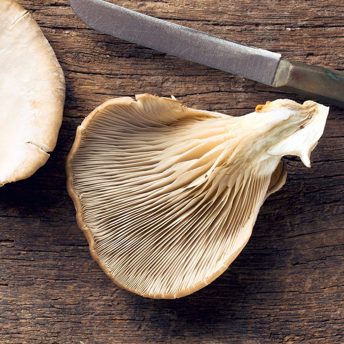 Mushroom Home Growing Kit