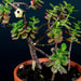 small gold plated birdhouse attached to house plant alongsid other gld plated decoratins for the plant