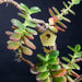 Pentagon shpaed gold birdhouse attached to twig on the house plant