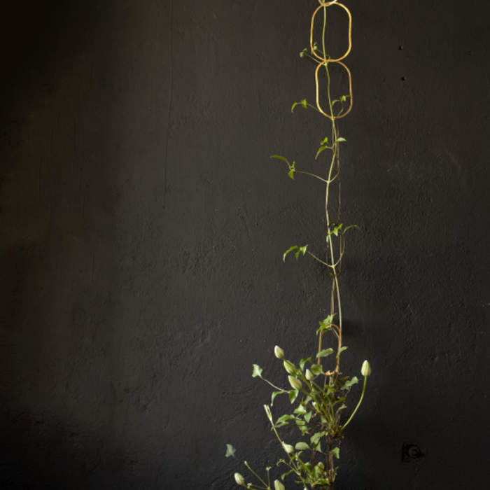 plant growin gup the plant supprts in front of a black wall