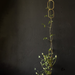 plant growin gup the plant supprts in front of a black wall