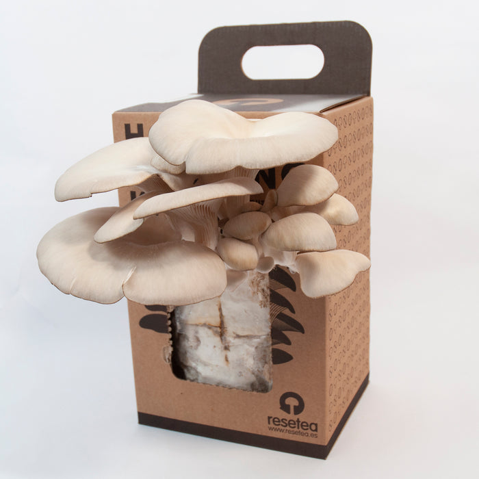 Mushroom Home Growing Kit