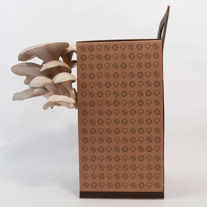 Mushroom Home Growing Kit