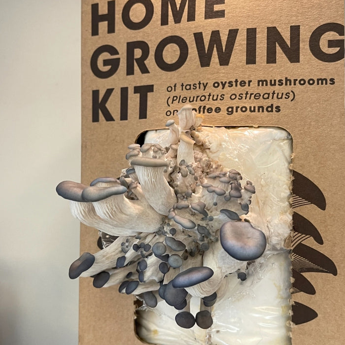 Mushroom Home Growing Kit